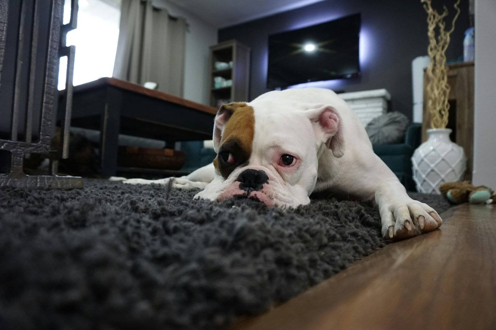 <a href="https://highplainsflooring.com/carpet/" target="_blank" style="color: white; text-decoration: none;">Carpet</a>