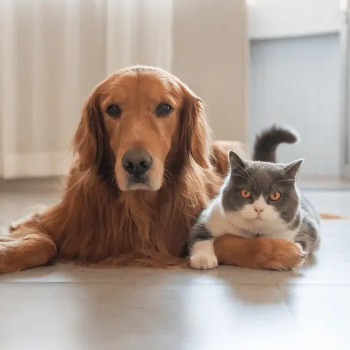 Floor for pets