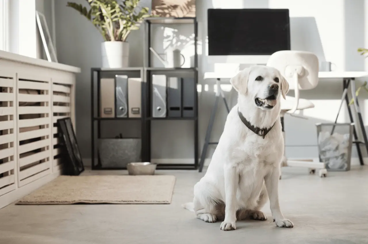 Pet-Friendly Flooring Solutions